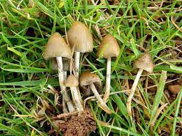 Known Mushrooms For Microdosing