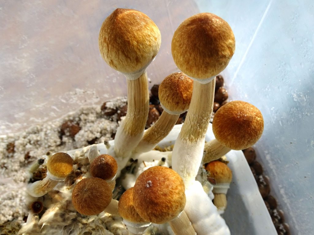 Known Mushrooms For Microdosing